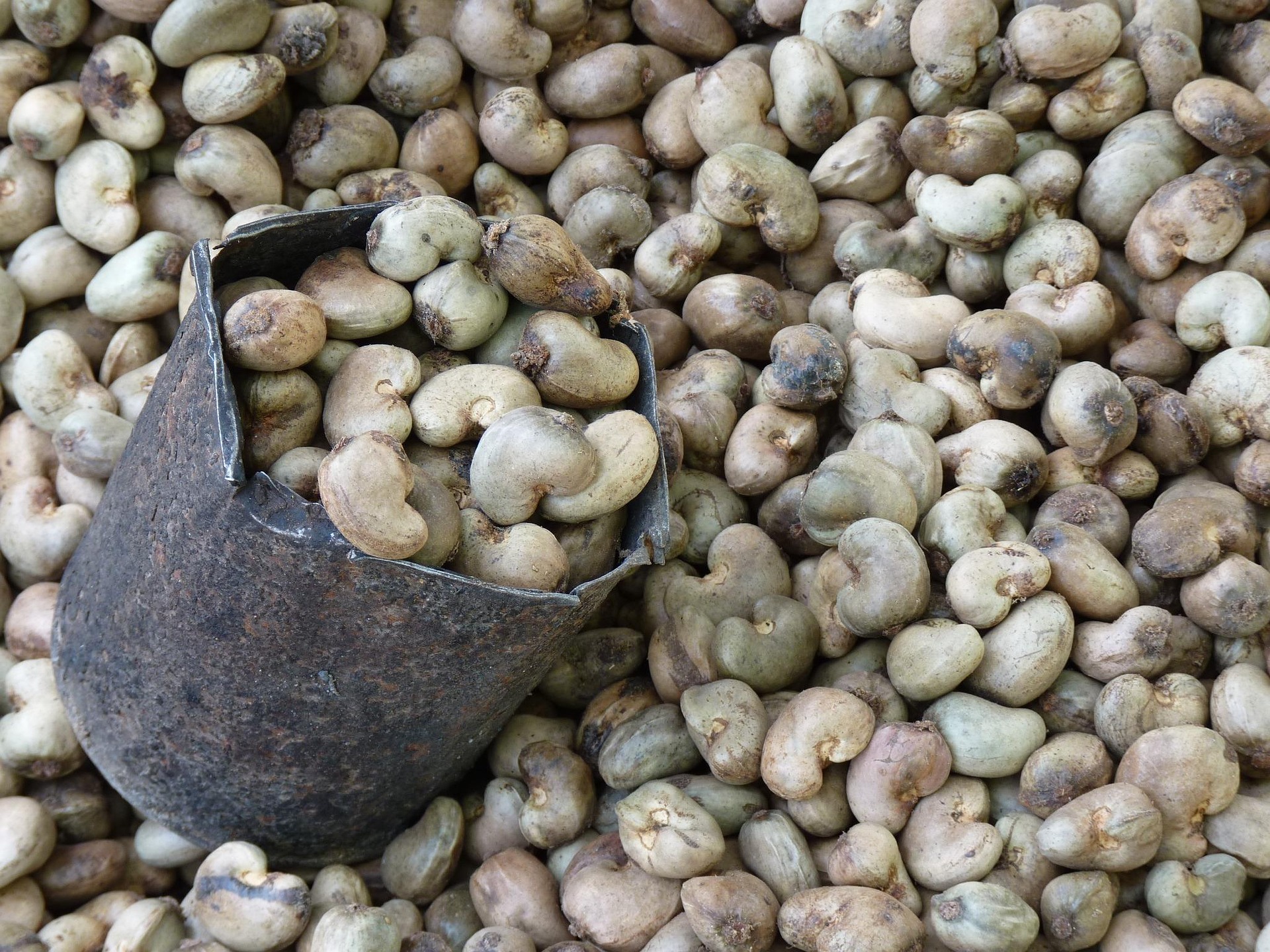 Dry Fruit Origins